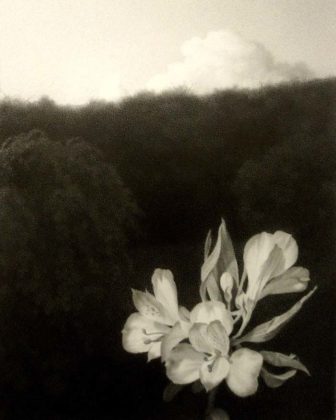Lewis Chamberlain The White Flower Pencil on paper 20 x 14 cm.