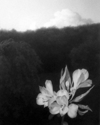 Lewis Chamberlain The White Flower Pencil on paper 20 x 14 cmweb