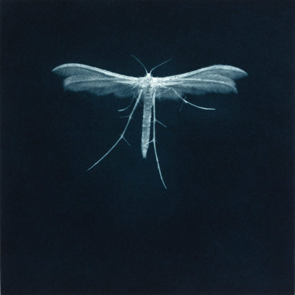 Sarah Gillespie White Plume Moth, Mezzotint Edition of 20 30 x 30 cm.