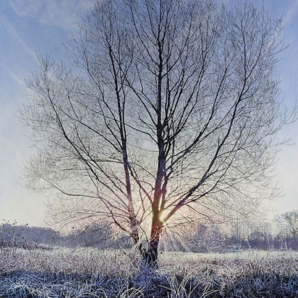 Dawn at Hinchingbrook Park, Oil on Canvas 100 x 80 cm.